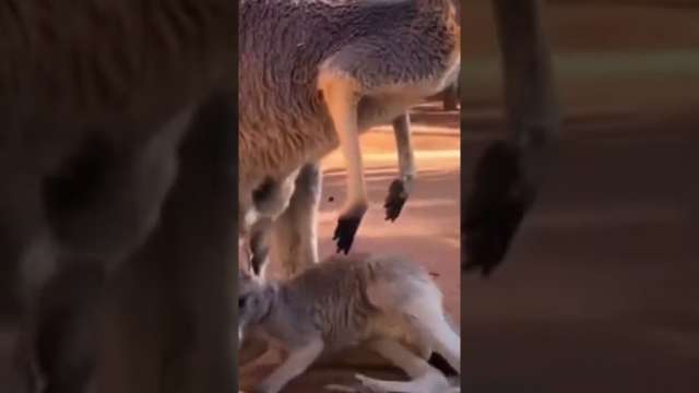 Kangaroo falls out of sack #shorts