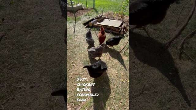 Chickens eating scrambled eggs? #shorts