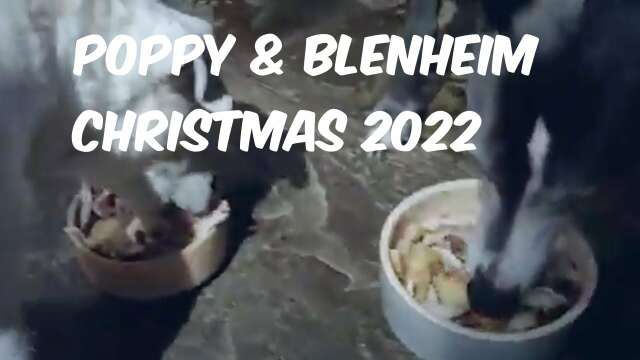 Poppy & Blenheim Christmas 2022