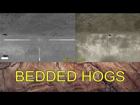 2 Boars, 2 Gilts Plus 4 Onboard
