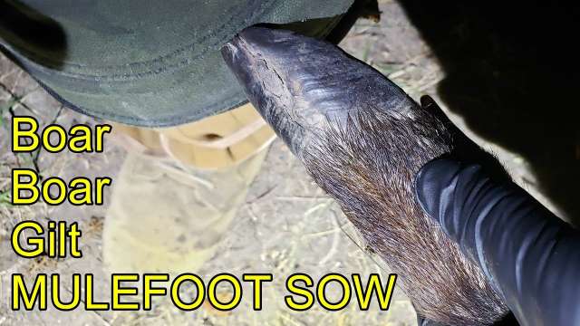 2 Hunts, 4 Hogs Including Another Mulefoot