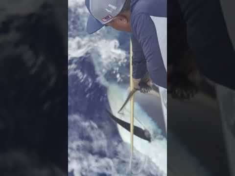 Fishing for big yellowfin tunas in Cabo San Lucas.