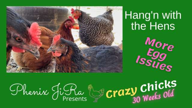 Spitfire Has Egg Issues | Special Cooing Feature