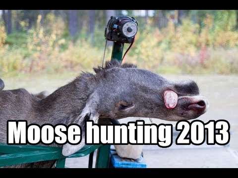 Hunting moose and bear in Sweden 2013.