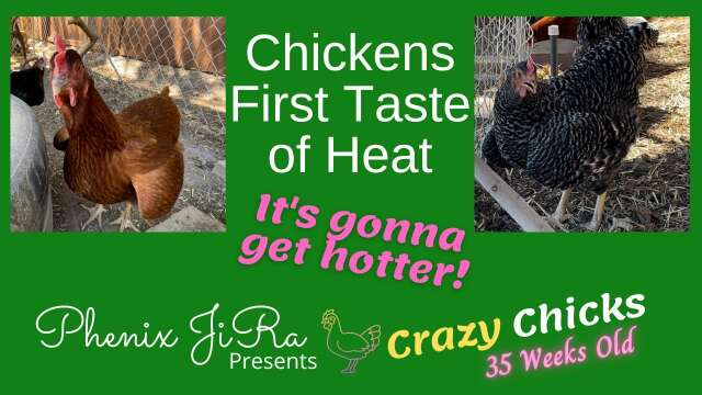 New Dirt Bath for the Chickens