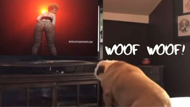 Hood Animal Voiceovers: Ultimate 8