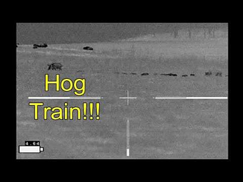 8 Hogs Down, 6 Recovered Including Piglet TWOFER