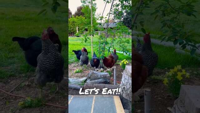 Chickens Eating from a Service Berry Tree