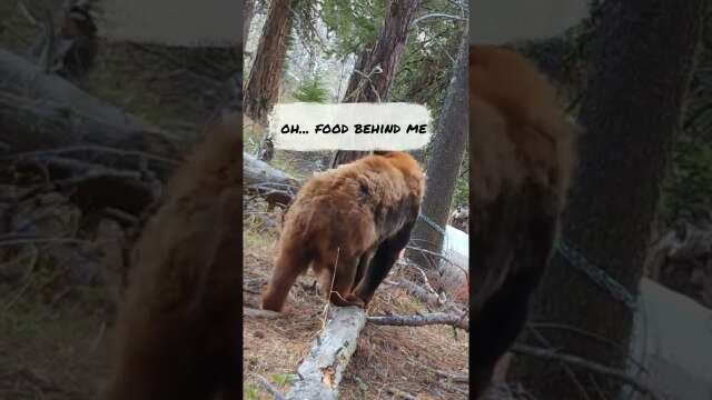 Funny Ginger Black Bear!