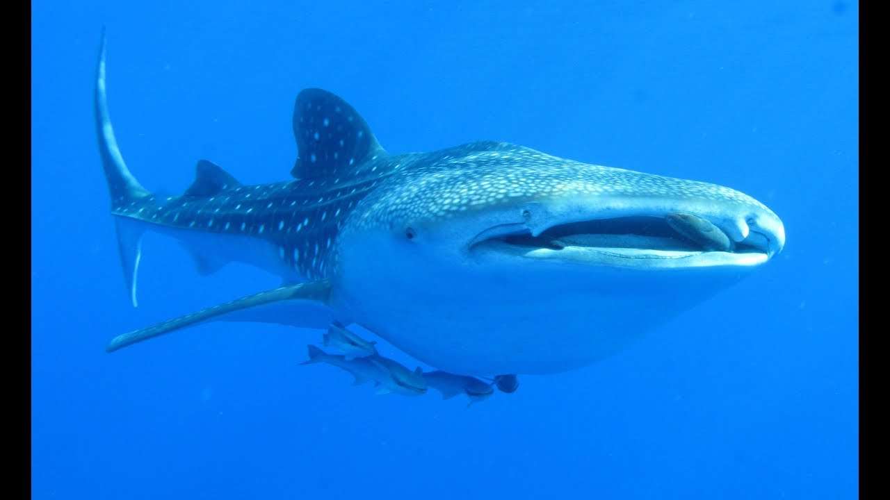 The World's Largest Fish – Utreon