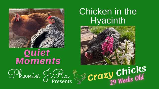 Quiet Moments with Chickens
