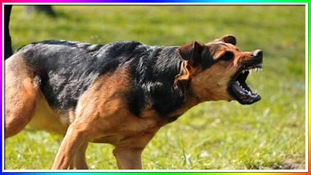 ATTACKED BY A DOG! (story)