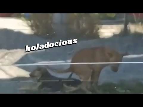 Hood Animal Voiceovers πΆπ Part 187