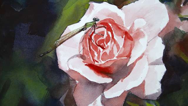 Watercolor painting a rose and dragonfly