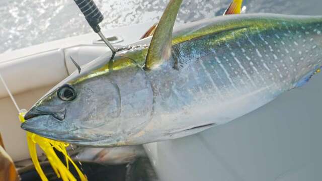 Trolling alures to get yellowfin tunas