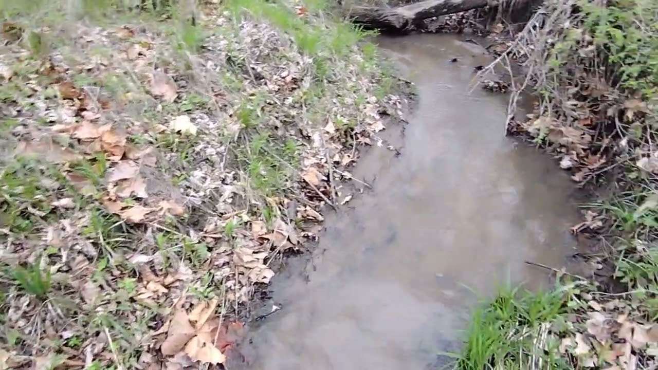 Morel Mushroom Hunting 101 with Gilly