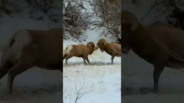 Vicious Fight!