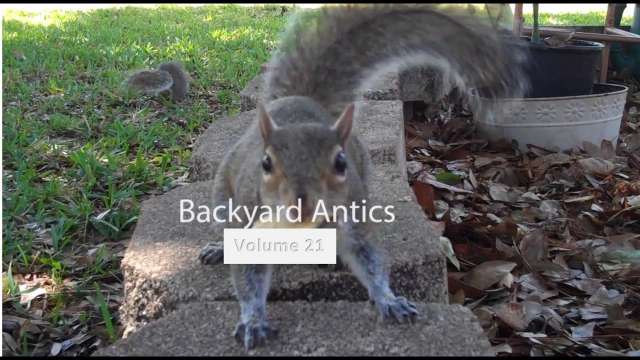Backyard Antics Volume 21