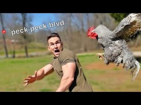 Hood Animal Voiceovers π€£ (July 19, 2022)