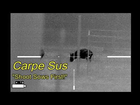 Boar + Sow + 3 Onboard