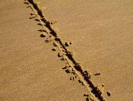 The Dividing Line