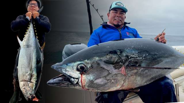 Catching bluefin tunas with Nomad Mad Macs