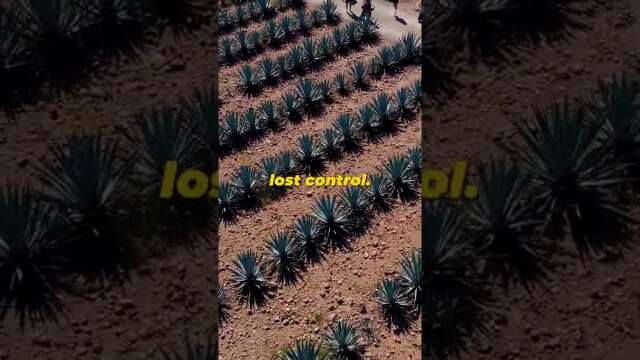 Tequila Made Me Crash My Drone!
