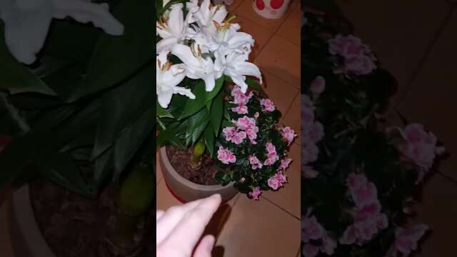 cadeau original pour Noël