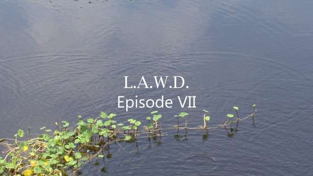 L A W D Episode VII