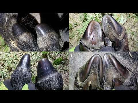 Short Hunt With Twofer & A Mulefoot