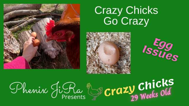 Chickens Go Crazy with Egg Issues
